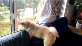 庭が気になって仕方のない犬