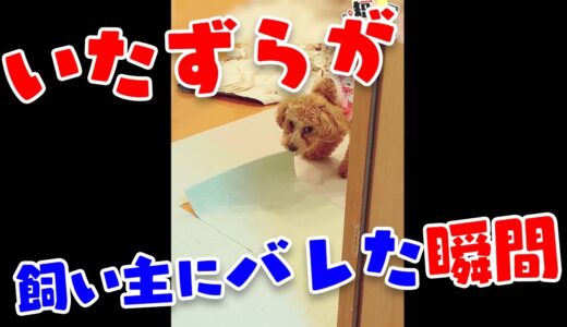 【トイプ犬】カーペットを剥がしたのが飼い主にバレた瞬間のトイプードルがかわいい【因幡はねる / あにまーれ】 #Shorts