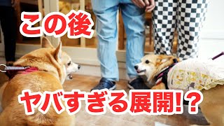 ドッグカフェで初対面の慣れない犬同士が見せた笑撃の瞬間！？【コーギー】The moment of laughter shown by unfamiliar dogs at a dog cafe．