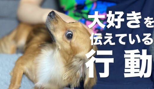 犬が大好きを伝えている行動【犬 大好き サイン 大好きな人】