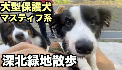 大型マスティフ系保護犬・夏は朝活！【124 126日目】