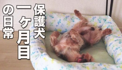 保護犬が家庭に来て一ヶ月経ったら・・・少し素が出た！【Day31】