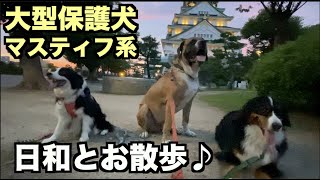 大型マスティフ系保護犬・日和とお散歩♪【119 120日目】