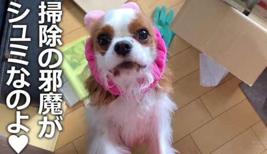 家中大掃除する飼い主vs超絶かまってちゃんのキャバリア犬