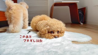 扇風機に説教かます犬