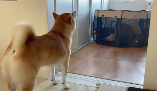 永遠に『犬犬の仲』の柴犬