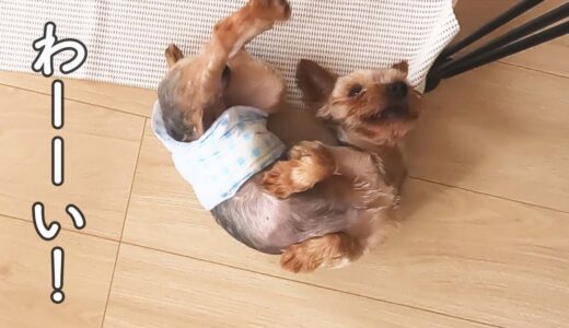 保護犬が、姉犬のマットを気に入ってしまいました。【Day14】#里親募集中　#ヨーキー