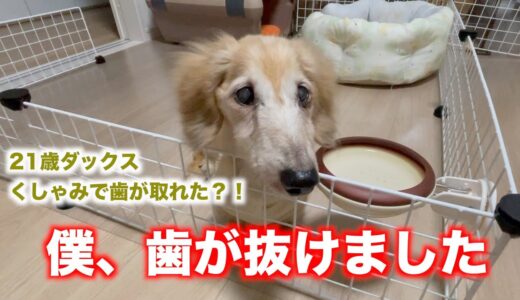 21歳老犬ダックス、ついに歯が抜けた！！ボニー君の歯が取れました。