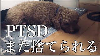 【保護犬】不必要な存在。引き取り/トイプードル/子供と保護犬/家族