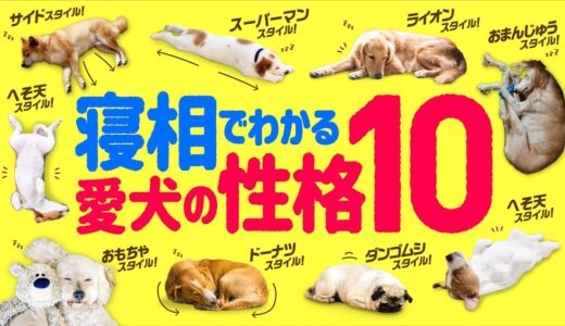 【犬の性格診断】❤️寝相の意味とリラックス度。そこから読み解く心理と性格