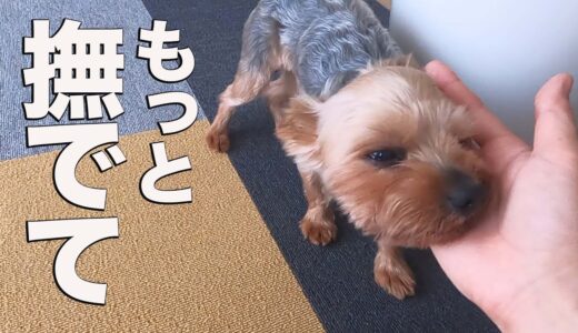 保護犬が少し甘えてきた。嬉しい。【Day22】