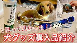 【犬グッズ購入品紹介】最近買って使って良かった犬グッズ5品をご紹介/ 玄関とトイレをDIY！漆喰で壁塗り