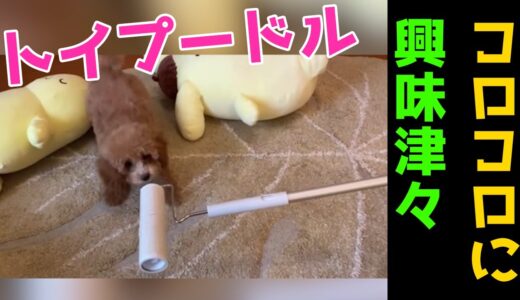 【トイプ犬】赤ちゃんトイプードル、初めてのコロコロに興味津々【因幡はねる / あにまーれ】　#Shorts