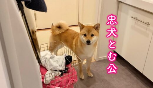 飼い主のお風呂を待つ、忠犬ハチ公な柴犬が可愛い