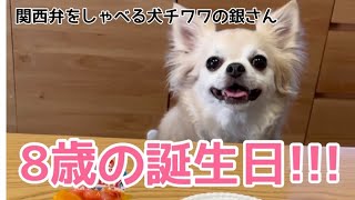 【関西弁をしゃべる犬】チワワの銀さん ８歳の誕生日 みんないっつもおおきに〜【おしゃべりペット】