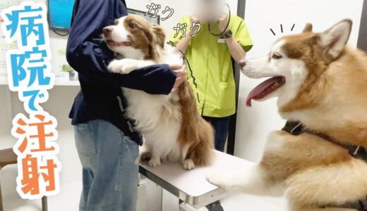 【絶望の注射】病院が嫌いすぎる犬と好きすぎる犬の温度差がこちらです(笑)【ボーダーコリー・シベリアンハスキーと動物病院】