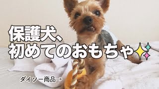 保護犬6歳、生まれて初めておもちゃで遊んだ日【Day13】