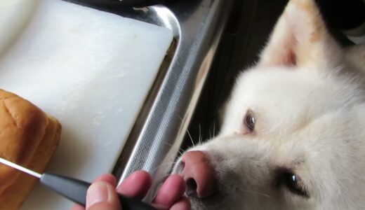 【秋田犬ゆうき】仏壇にお供えしたメロンパンは飼い主と半分こしてごちそうになります【akita dog】