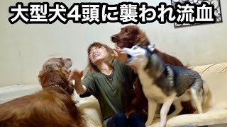 大型犬4頭の家へ遊びに行きたいと思ってる方こちらを見て下さい。考えが変わると思います