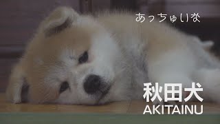 毎日あっちゅいな～！　秋田犬の子犬ちゃんもお家でまったり