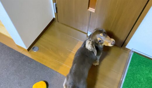 絶対一緒に行きたい犬【ミニチュアダックス】