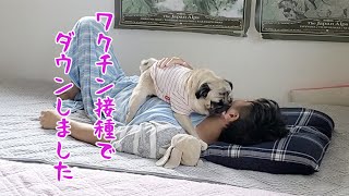 ワクチン接種後ダウンする父を健気にはげますパグ犬ぷぅPug