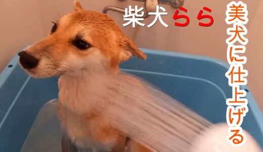 美犬に仕上げる