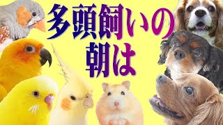 多頭飼いの家...穏やかで平和な朝は｜可愛い犬鳥ハムスターと暮らす動物チャンネル 1336