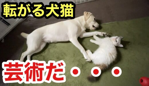 ころがってるアーティスティックな犬と子猫の形態模写が芸術点高く素晴らしいです