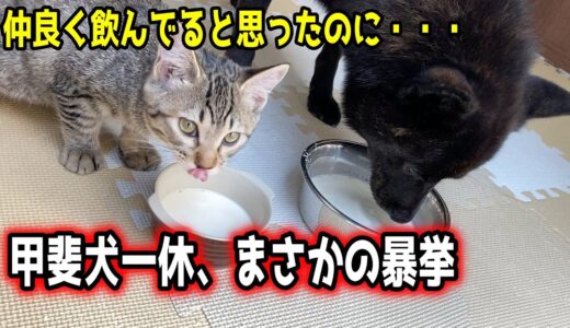 仲良く飲んでると思ったのに、、、【甲斐犬一休と猫のしずく】