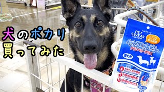 犬用ポカリ（ペットスエットゼリー）を食べるシェパード【German Shepherd】 My Dog Eats Hydration Jelly!