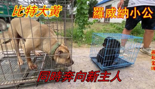 犬捨第一條猛犬要走了，離別之前秀一下 體能，金洋拉都拉不住