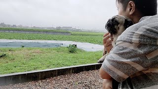 雨が止まなくてヤバいっす パグ犬ぷぅPug