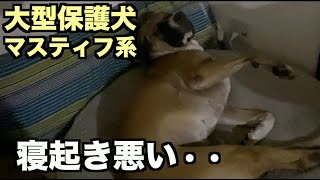 大型マスティフ系保護犬・寝起きが悪い【121 123日目】