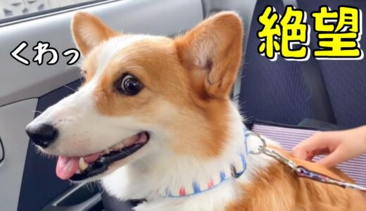 車に乗ったとたん病院だと気づいたコーギー犬