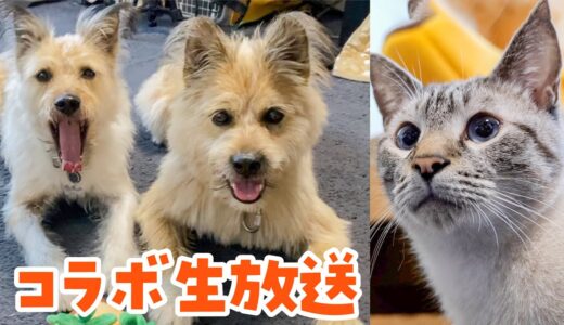 【猫のデュフィ＆ルノと生放送】距離が縮まったよ！犬猫いとこライブ！