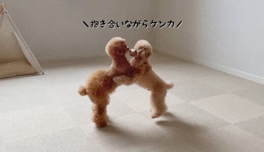 小型犬同士のケンカが迫力なくてかわいすぎる