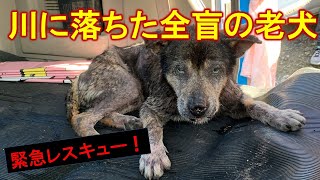 鼻と下唇を食いちぎられてた大型の老犬レスキューの状況と今