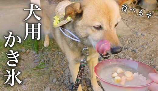 【初体験】愛犬コロちゃんに犬用かき氷を作ってあげた結果…