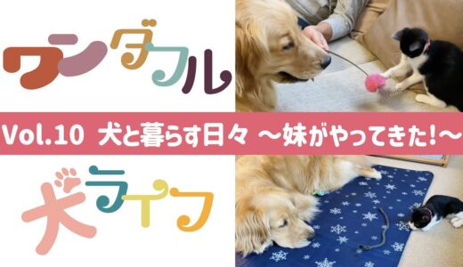 ワンダフル犬ライフ　〜Vol.10 犬と暮らす日々 妹がやってきた!〜