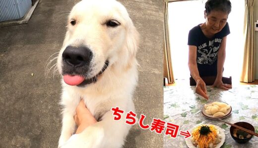 0才犬と湿度90％の中全力で遊んだ後、静かにばあちゃんのちらし寿司をいただきます・・・。