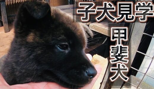 甲斐犬の子犬を見学