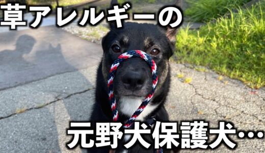 元野犬の保護犬…もしかしたら”草アレルギー”かもしれない。