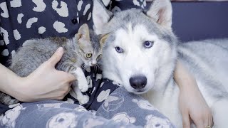 初めて保護子猫に会ったハスキー犬の反応はこちらです・凄く嬉しそうだった