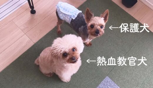 保護犬に、先住犬が熱血指導していた一部始終【Day19】