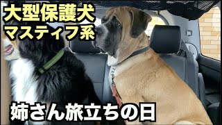 大型マスティフ系保護犬・ブラン姉さんと別れの日【114 116日目】