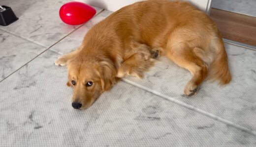 寝ている犬の横をそっと忍び足で通過してみたら？