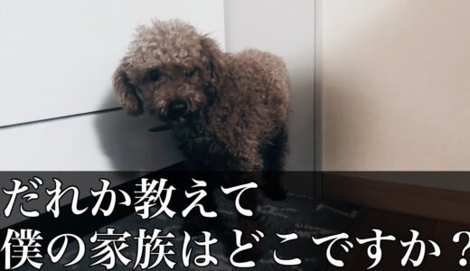 【保護犬】その傷。あなたは想像できますか？　引き取り/トイプードル/飼う/子供と保護犬/大切な家族