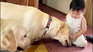 犬の幼稚園から帰って来て先生から報告を受ける