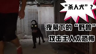 加纳利犬闪电，夜幕下凶性大发，狂怼狗王又攻击主人太可怕